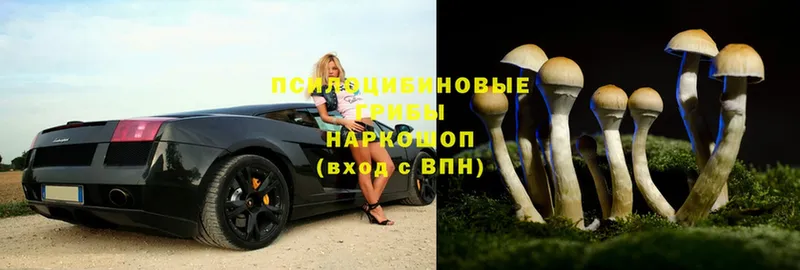 Псилоцибиновые грибы мухоморы  как найти наркотики  Нестеровская 